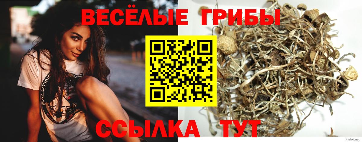 Галлюциногенные грибы GOLDEN TEACHER Сокол